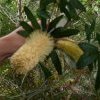 Banksia for making Bool ('Bull') to drink